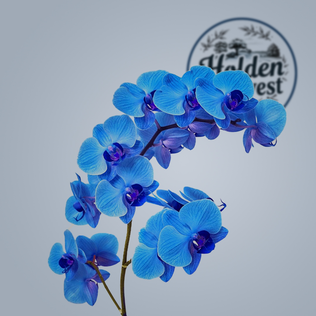 orchid-blue